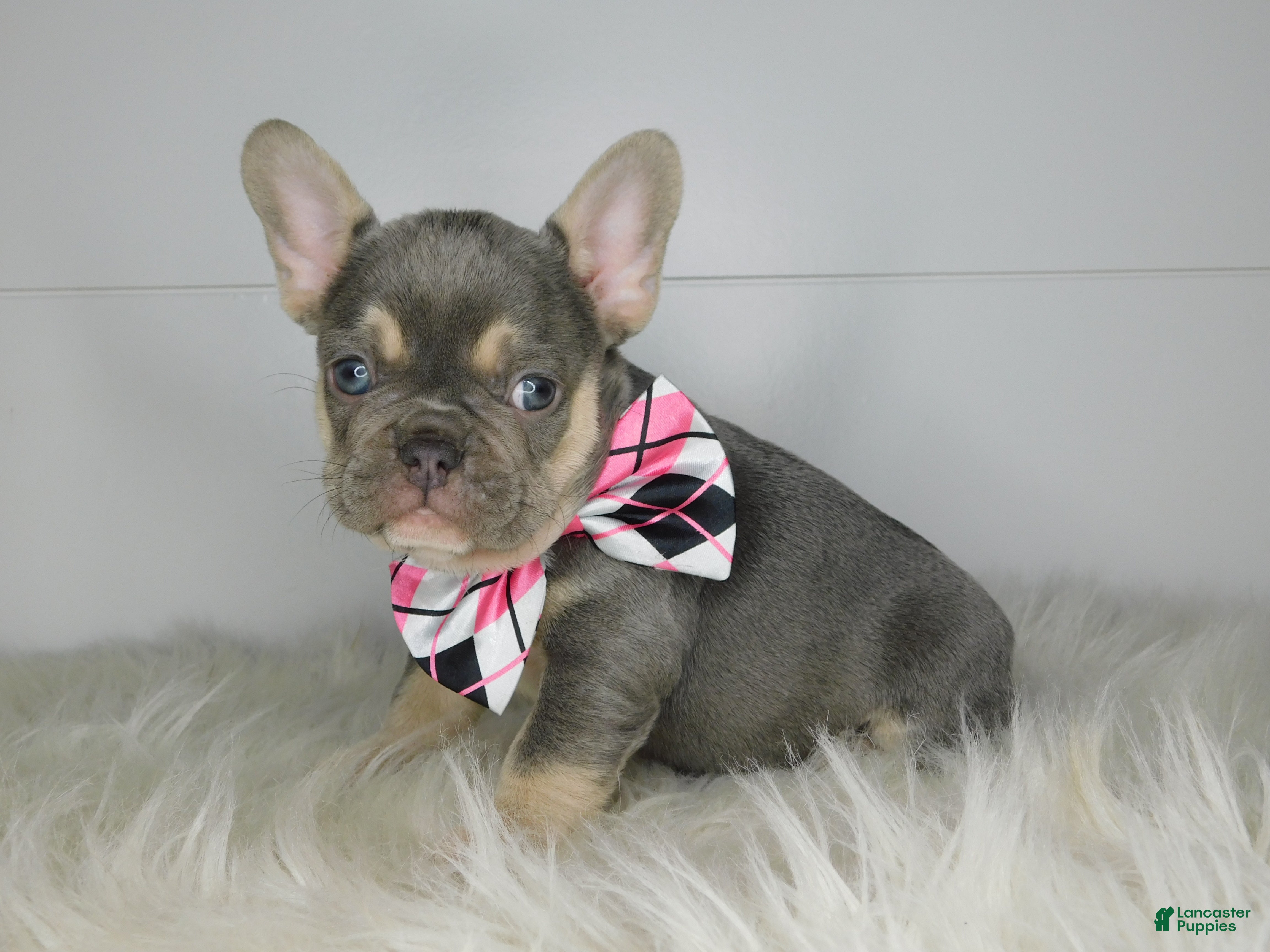 French Bulldog dogs for sale: Cuddles  - Ad 4