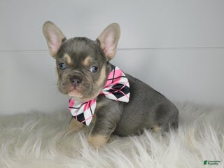French Bulldog dogs for sale: Cuddles - Ad 4