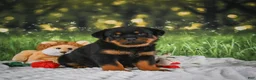 Rottweiler dogs for sale: Knox - Ad 12