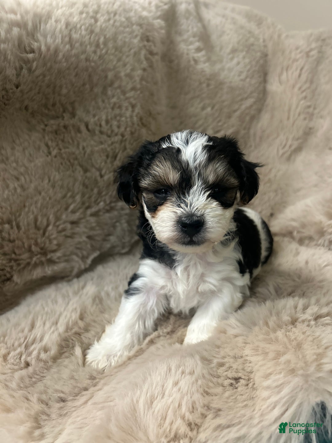 Morkie dogs for sale: Rafael  - Ad 4