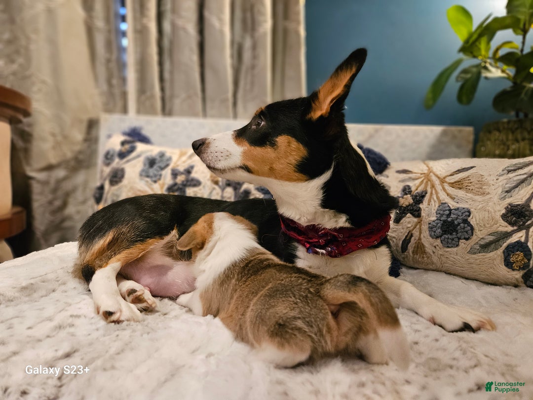 Mixed Breed dogs for sale: Rocky Balboa - Ad 12