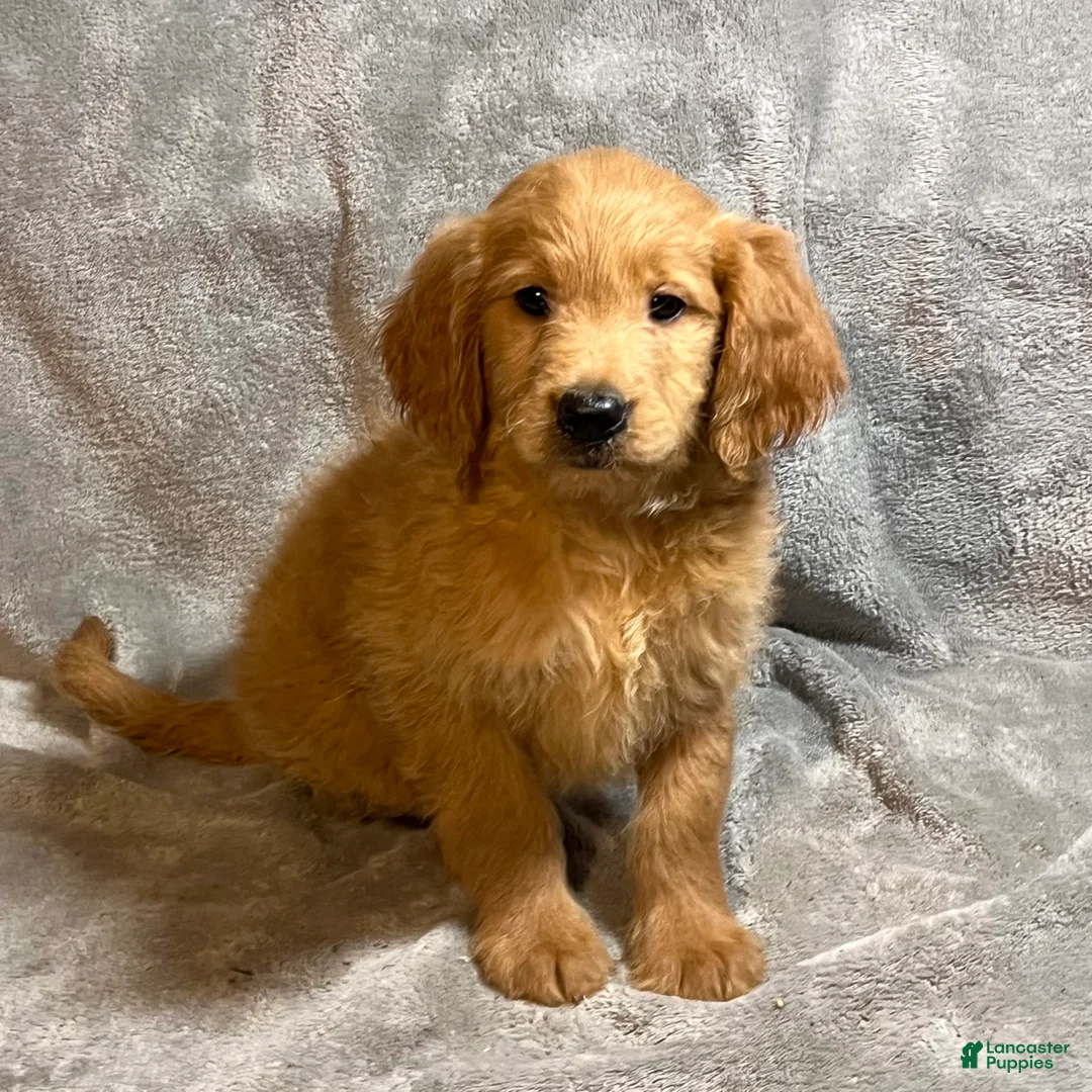 Goldendoodle dogs for sale: Lauren - Ad 1