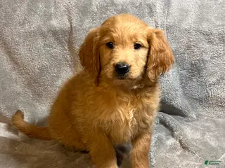 Goldendoodle dogs for sale: Lauren - Ad 2