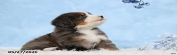 Mini Bernedoodle dogs for sale: Warrior - Ad 2