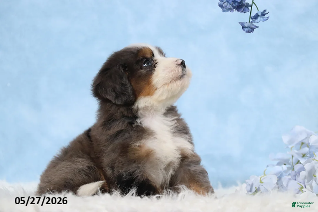 Mini Bernedoodle dogs for sale: Warrior - Ad 2