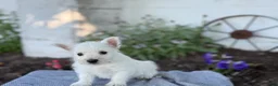 West Highland Terrier dogs for sale: Bandit - Ad 3