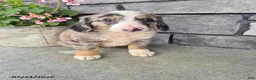 Mini Bernedoodle dogs for sale: Echo - Ad 3