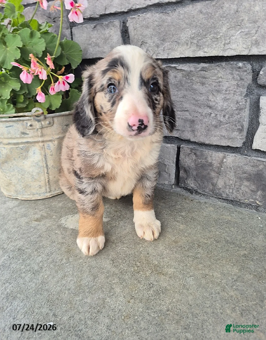 Mini Bernedoodle dogs for sale: Echo - Ad 3