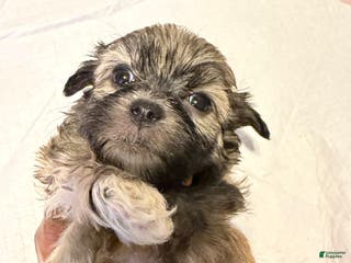 Mixed Breed dogs Mixed Breed Puppy 2 - Ad 30