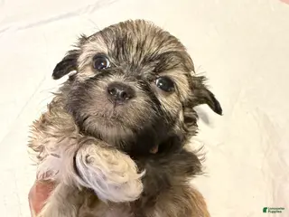 Mixed Breed dogs Mixed Breed Puppy 2 - Ad 27