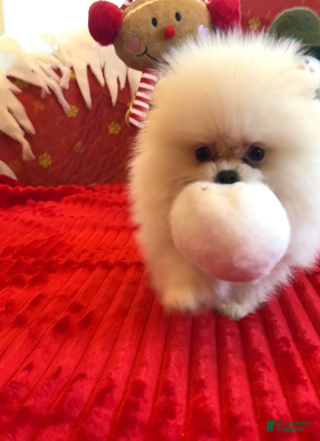 Pomeranian dogs for sale: Tom AKC Registered full rights  - Ad 28