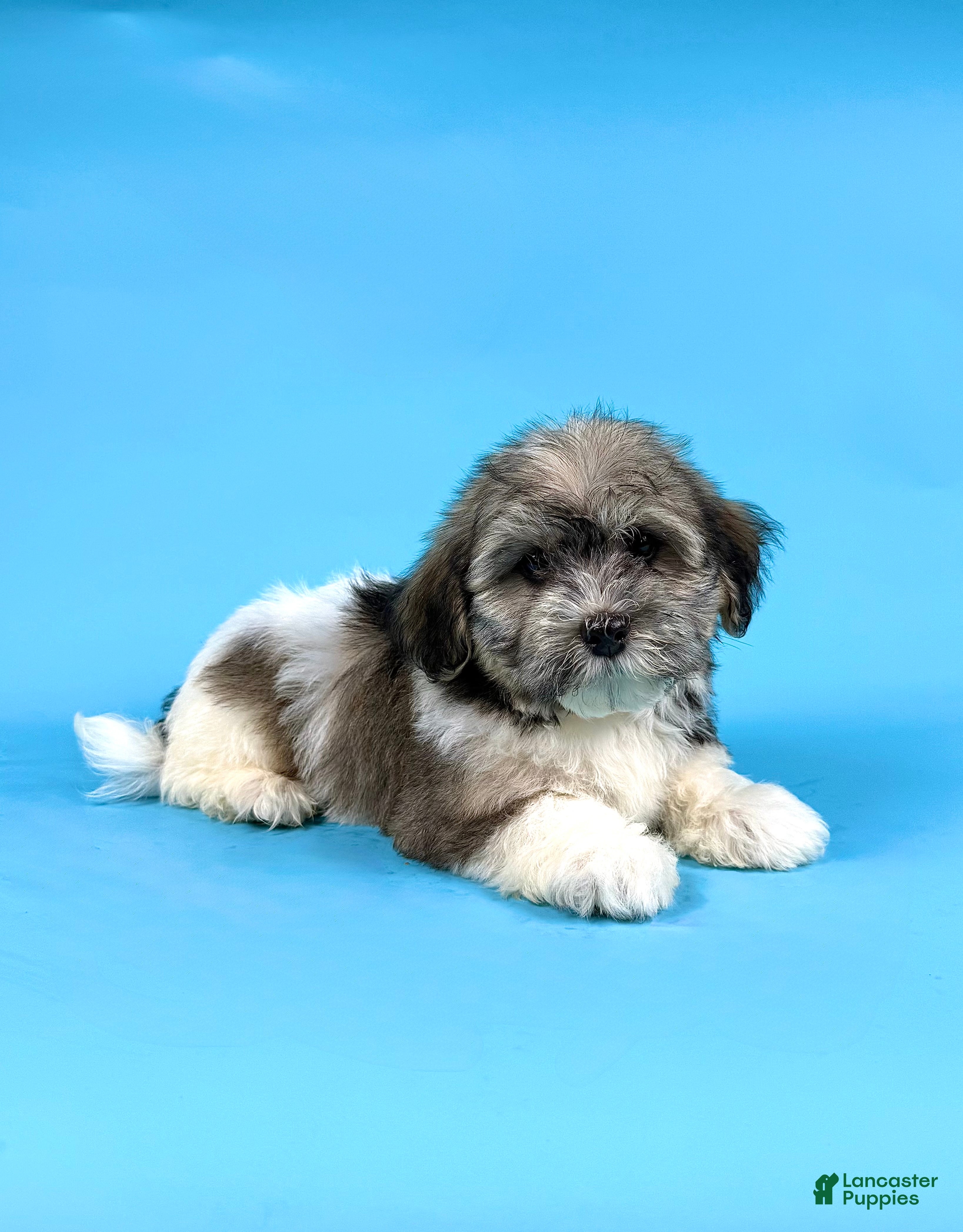Havanese dogs ELMO - Ad 2