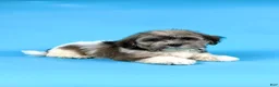 Havanese dogs for sale: ELMO - Ad 2