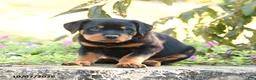 Doberman Pinscher dogs for sale: Blake - Ad 4