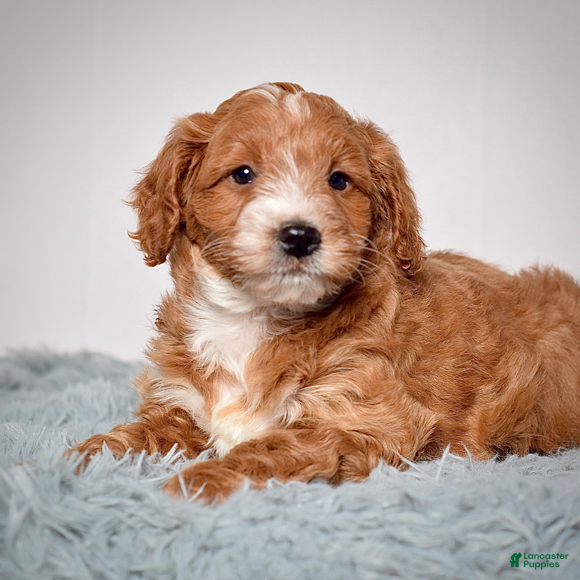 Mini Goldendoodle dogs Mr. Archie - Ad 2