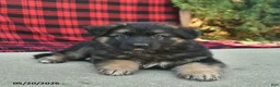 Mixed Breed dogs for sale: Ralph  - Ad 2