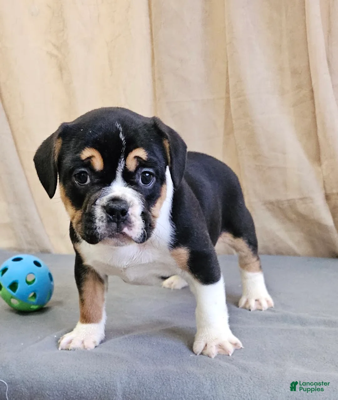Mixed Breed dogs for sale: Big Boy Bulldog Blend - Ad 6