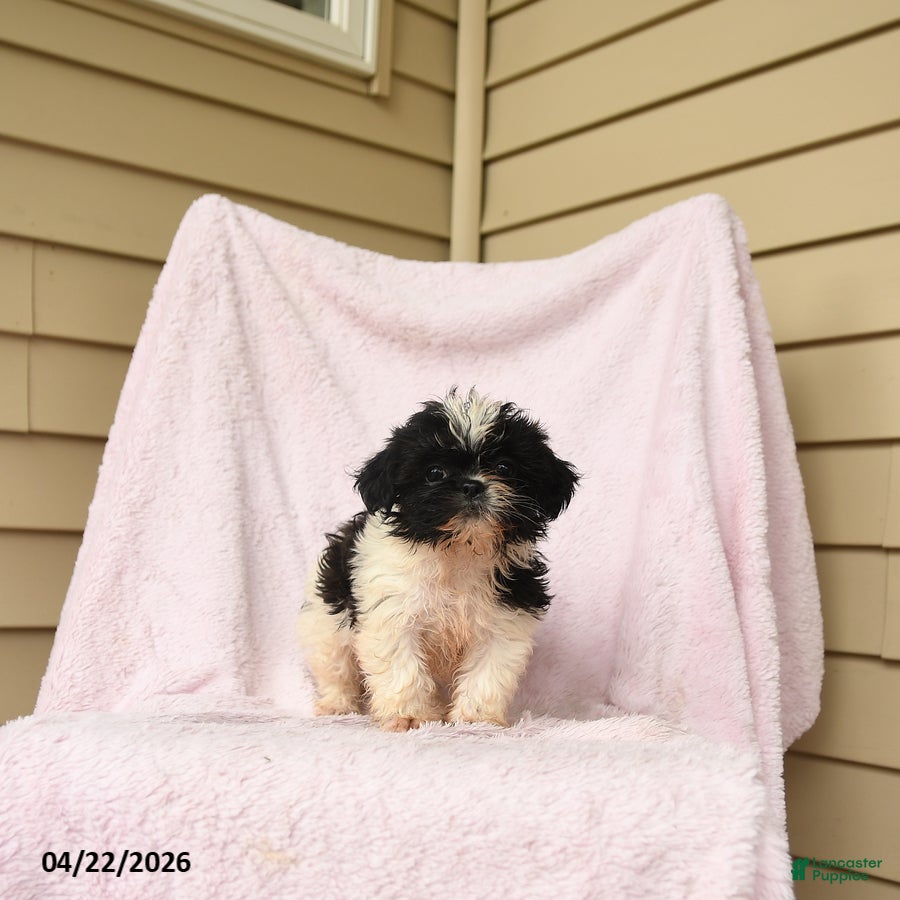Shihpoo dogs Matilda - Ad 1