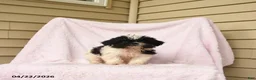 Shihpoo dogs for sale: Matilda - Ad 1