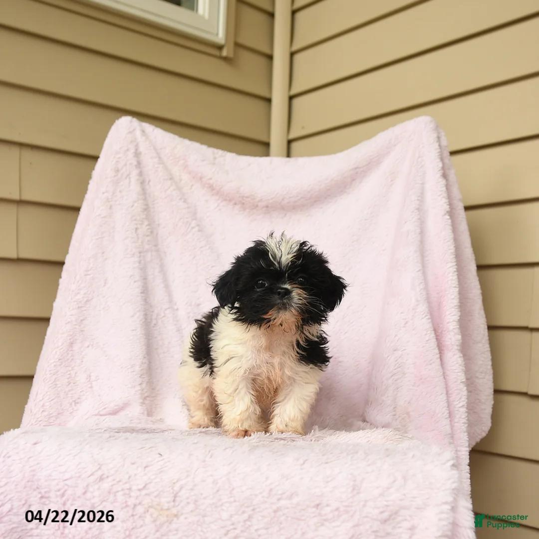 Shihpoo dogs for sale: Matilda - Ad 1