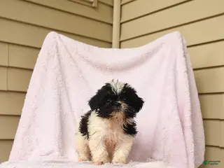 Shihpoo dogs for sale: Matilda - Ad 1