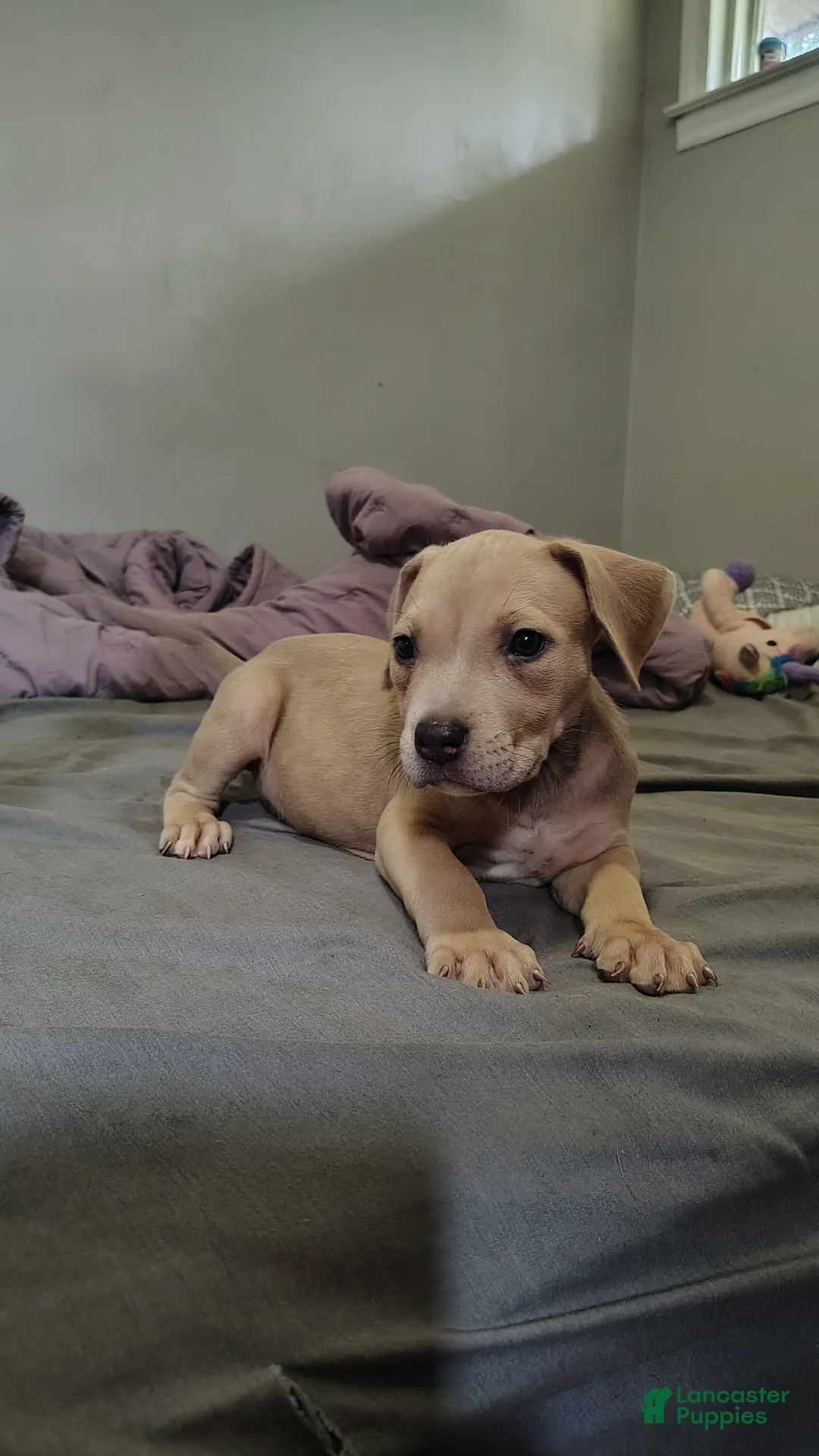 American Staffordshire Terrier dogs for sale: American Staffordshire Terrier 5 - Ad 1