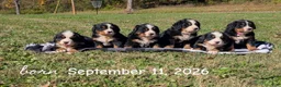 Bernese Mountain Dog dogs for sale: Betsy - Ad 3