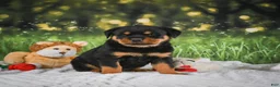 Rottweiler dogs for sale: Kai - Ad 7