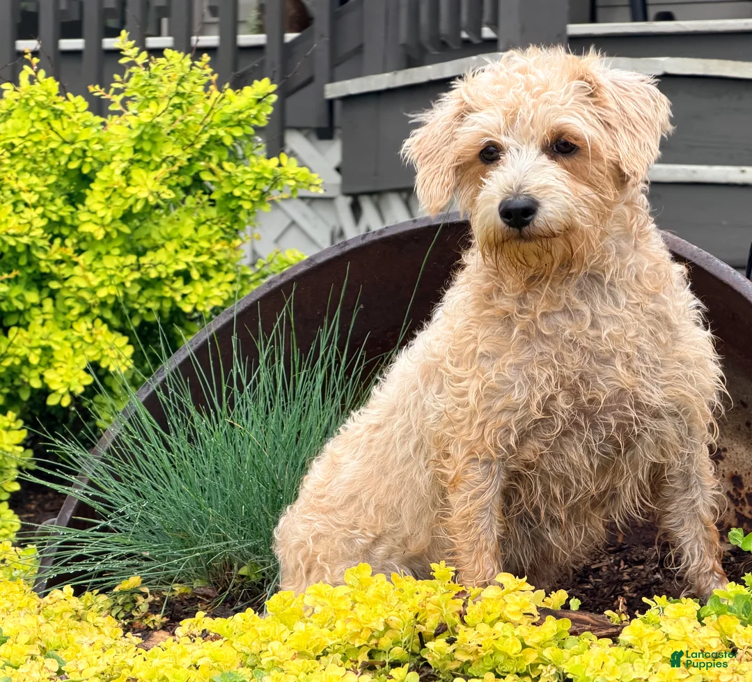 Schnoodle dogs for sale: Emily  - Ad 2