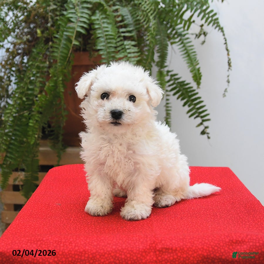 Bichon Frise dogs Finn - Ad 2