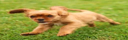 Cavalier King Charles Spaniel dogs for sale: Violet Cavalier King Charles Spaniel  - Ad 9