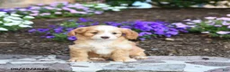 Mini Bernedoodle dogs for sale: Penn - Ad 3