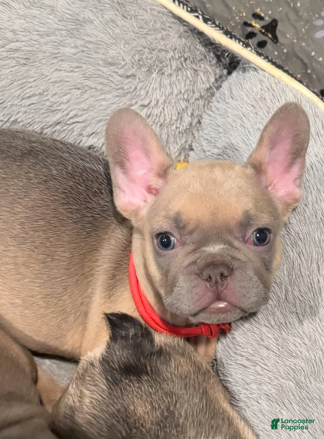 French Bulldog dogs for sale: Blessing - Ad 4