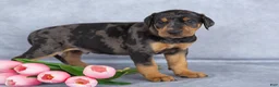 Mixed Breed dogs for sale: Rufus - Ad 3