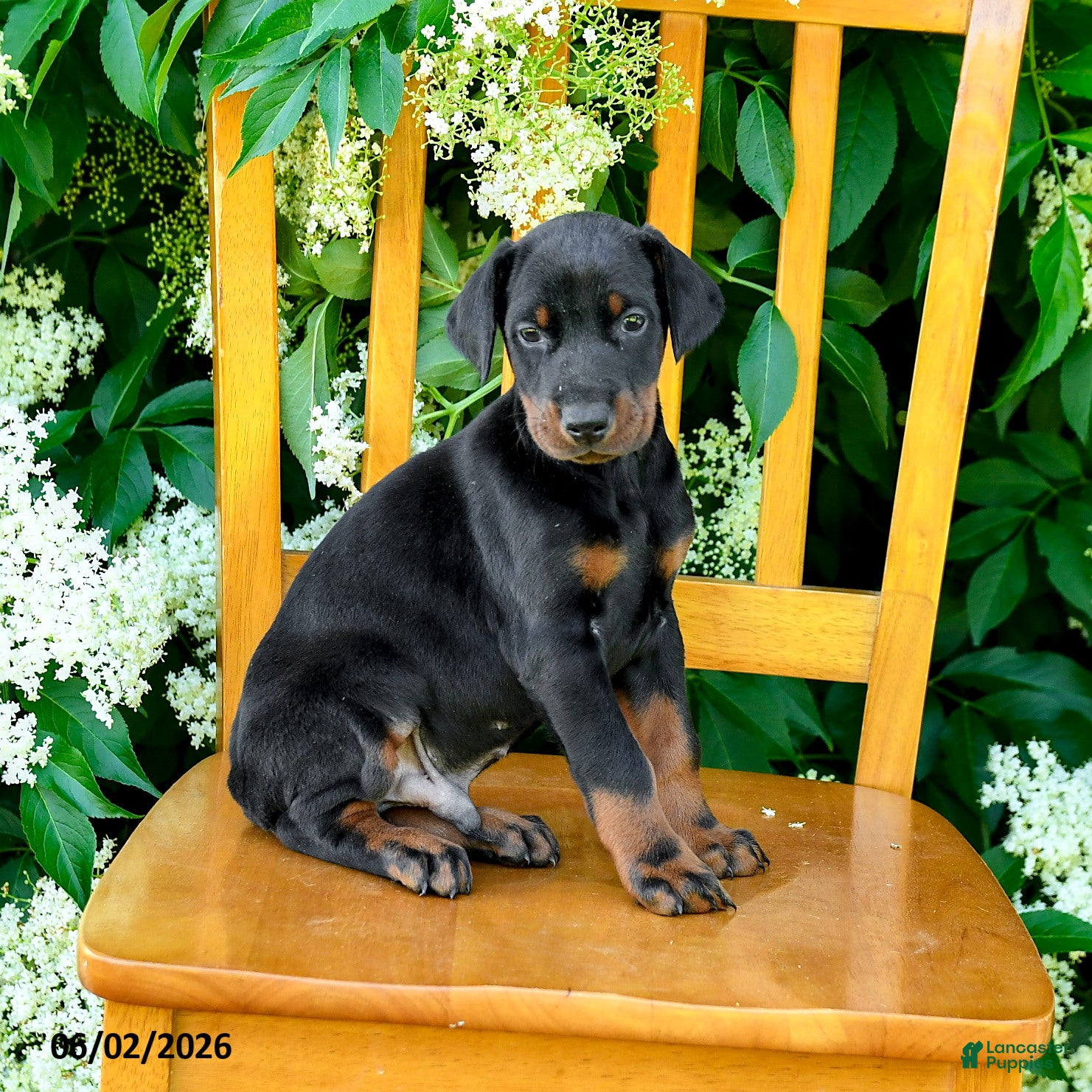 Doberman Pinscher dogs for sale: Laurie - Ad 4