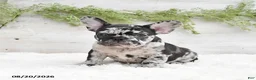 French Bulldog dogs for sale: Manny - Ad 4