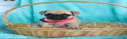 Pug dogs for sale: Birdie - Ad 5