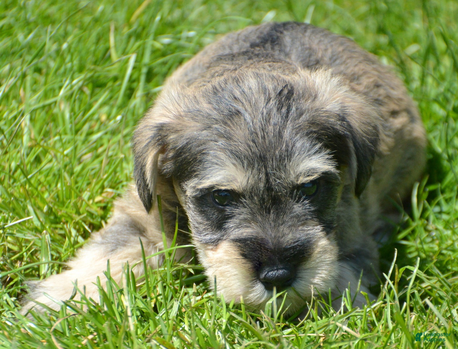Miniature Schnauzer dogs Miniature Schnauzer Marty - Ad 34
