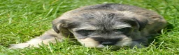 Miniature Schnauzer dogs for sale: Miniature Schnauzer Marty - Ad 2