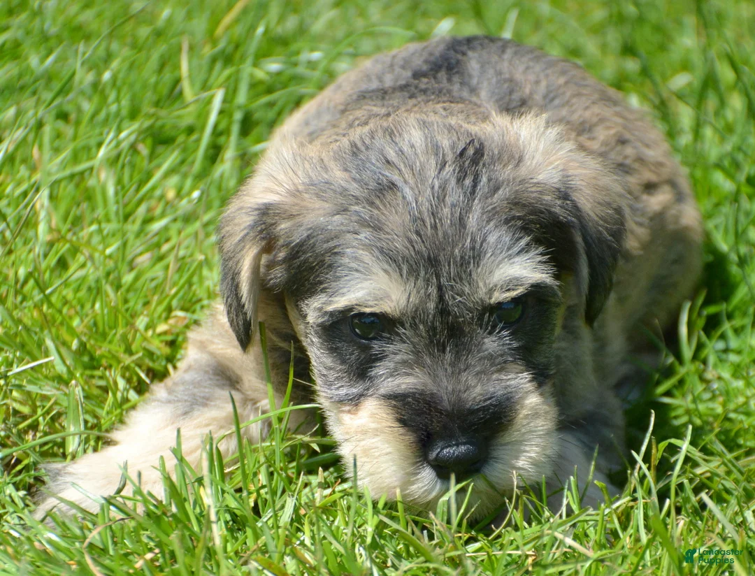 Miniature Schnauzer dogs for sale: Miniature Schnauzer Marty - Ad 2