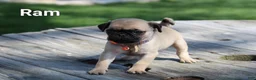 Pug dogs for sale: Ram - Ad 1