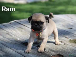 Pug dogs Ram - Ad 15
