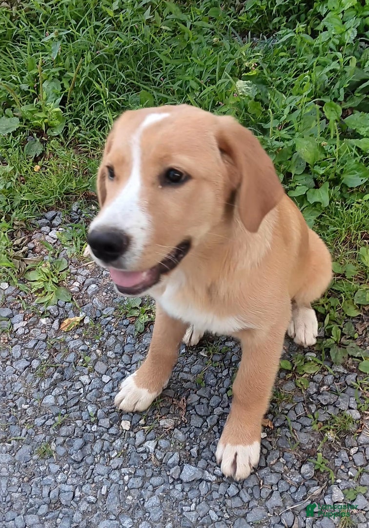 Mixed Breed dogs Daffy - Ad 1