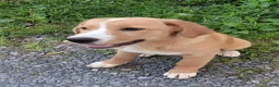 Mixed Breed dogs for sale: Daffy - Ad 1