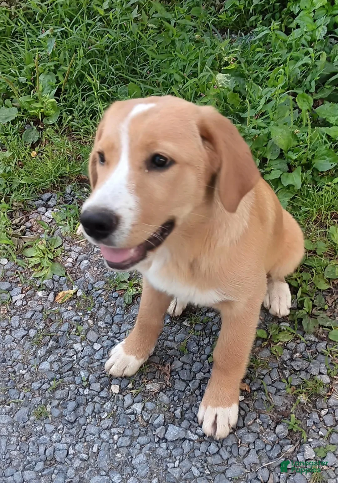 Mixed Breed dogs for sale: Daffy - Ad 1