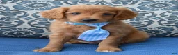 Mini Goldendoodle dogs for sale: Mini Gordon - Ad 6