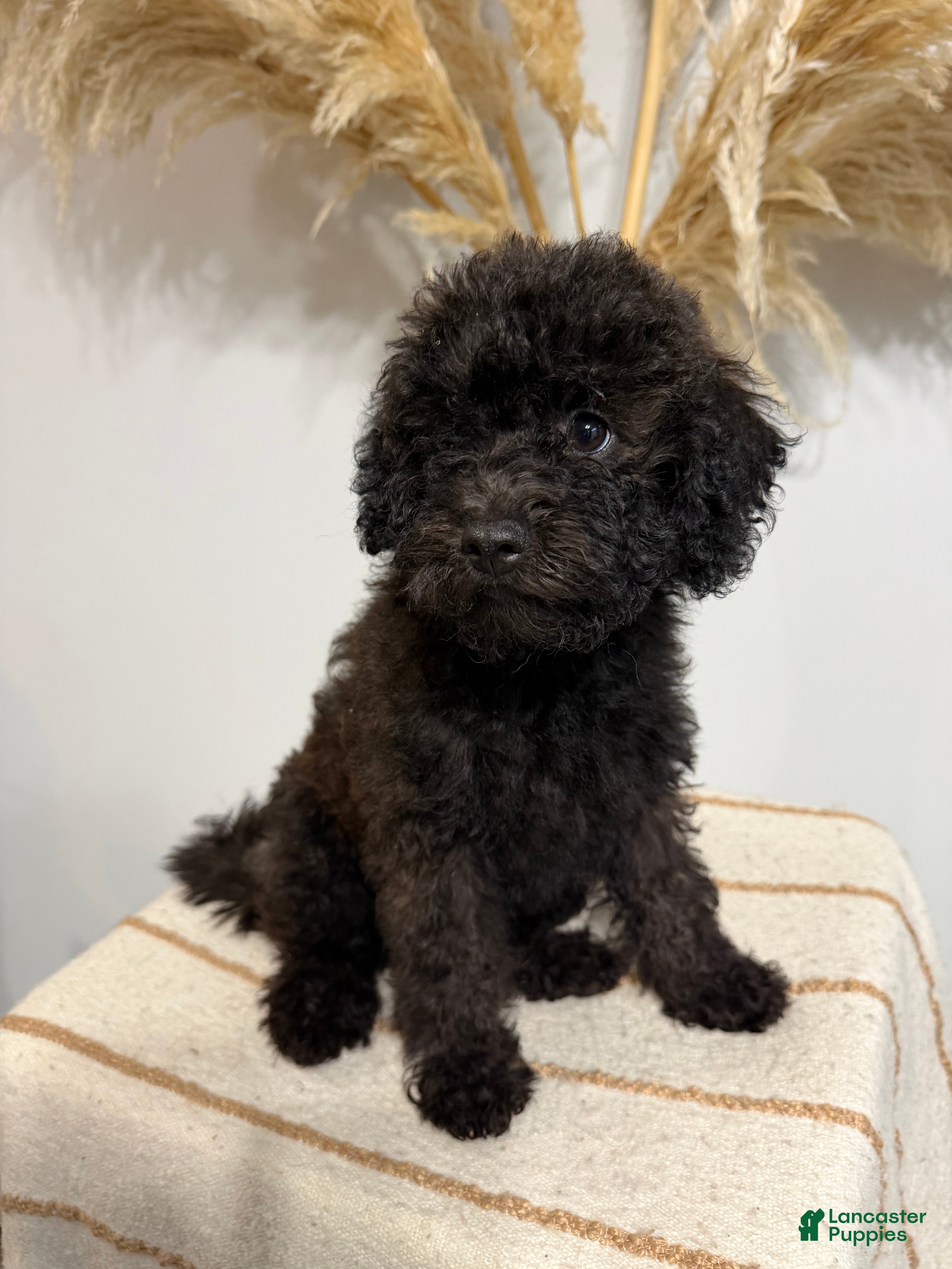 Mini Goldendoodle dogs Chocolate Girl  - Ad 2