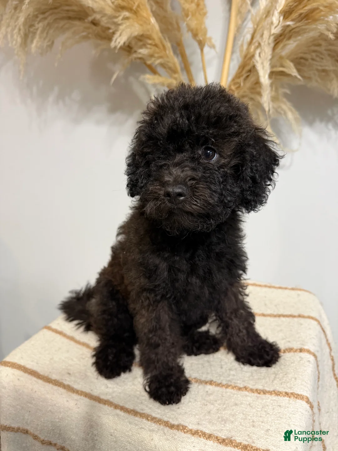 Mini Goldendoodle dogs for sale: Chocolate Girl  - Ad 1