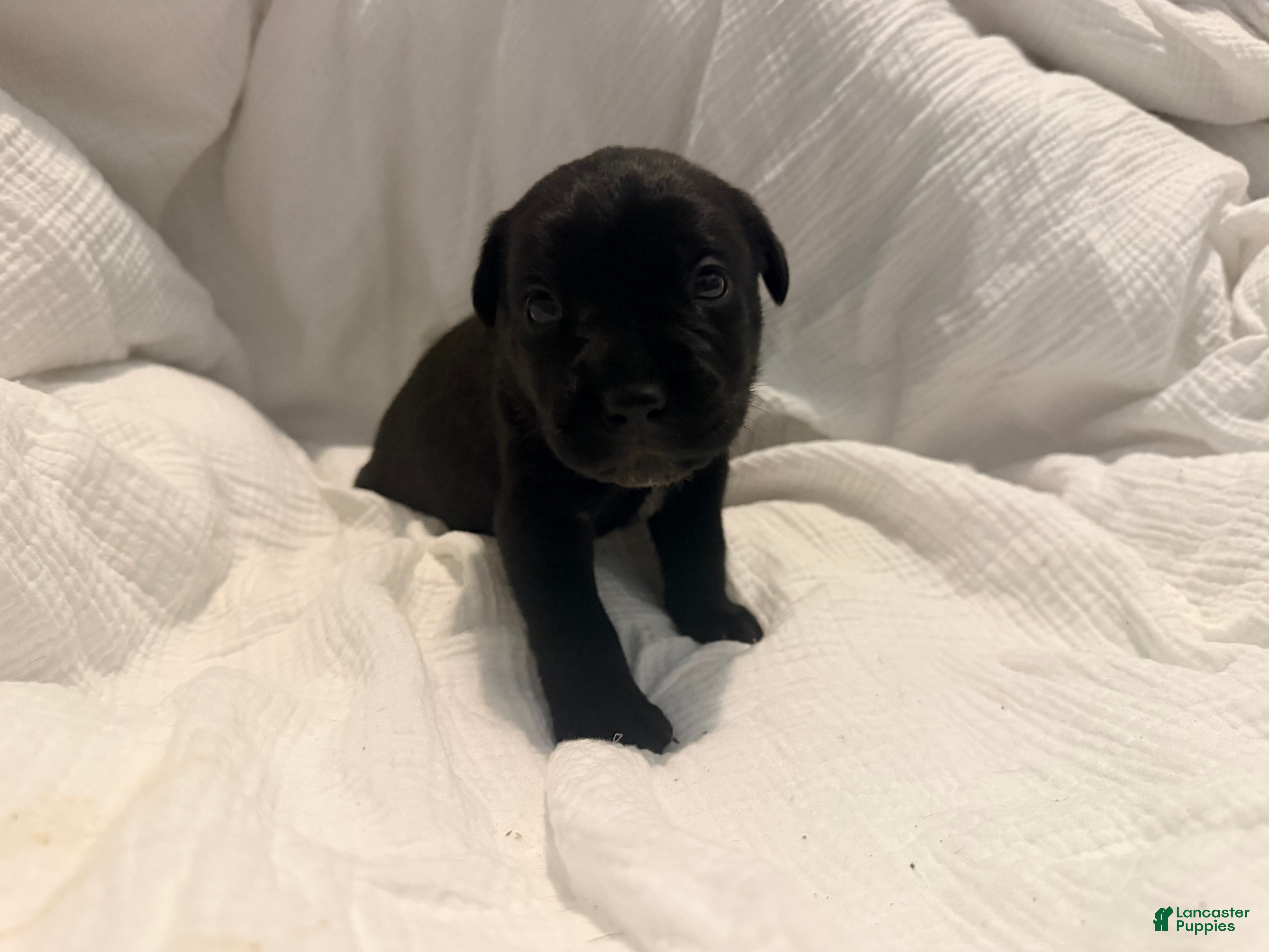 Cane Corso dogs Crowley AKC yellow collar - Ad 8