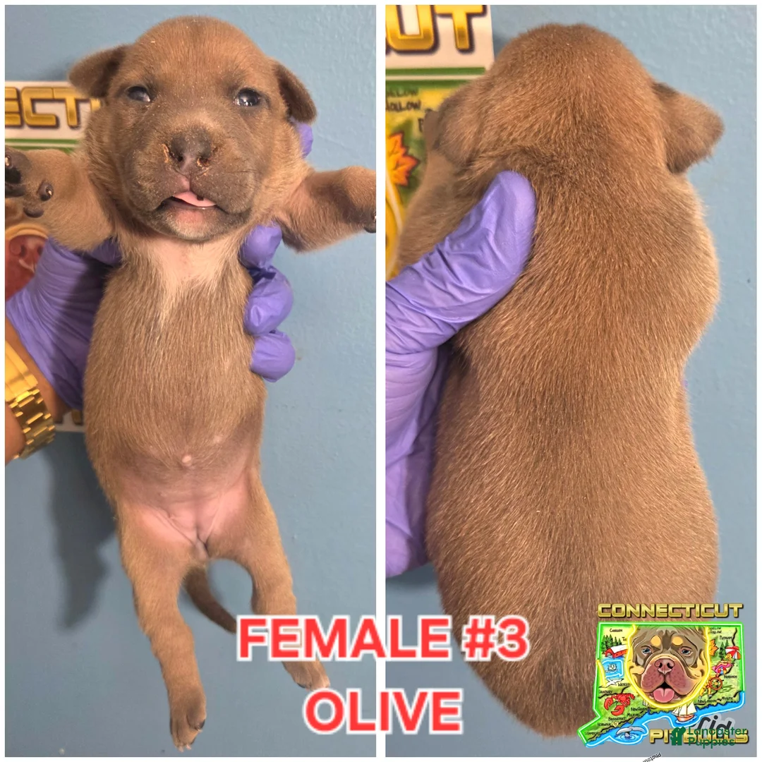 American Bully dogs for sale: OLIVE - Ad 1